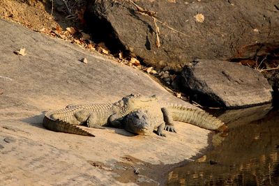 High angle view of animals on rock