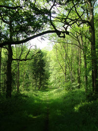 Trees in forest