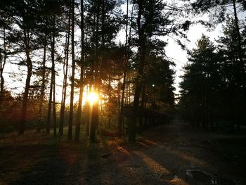 Trees in forest against sky at sunset