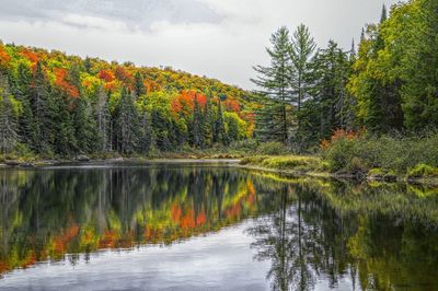 Scenic view of lake in forest against sky