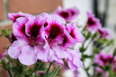 Close-up of pink flowering plant