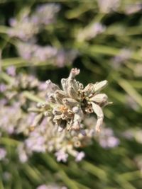 Close-up of insect on purple flowering plant