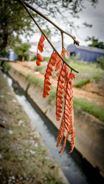 Close-up of red leaves hanging on tree