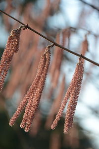 Close-up of dried plant