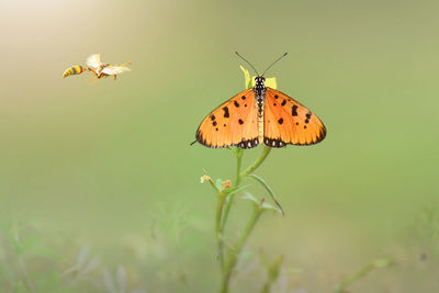 Close-up of butterfly pollinating on flower