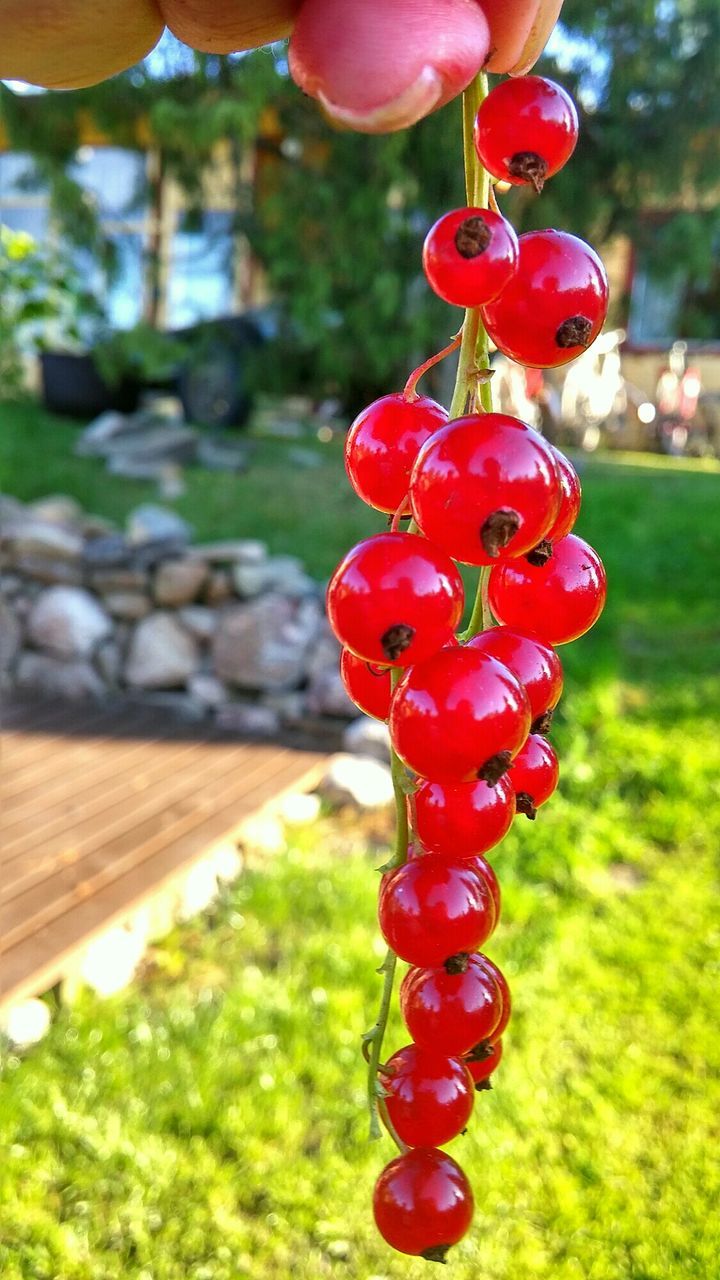 red, focus on foreground, freshness, food and drink, close-up, healthy eating, food, fruit, hanging, day, selective focus, abundance, outdoors, growth, no people, nature, sunlight, ripe, still life, plant