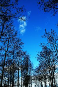 Low angle view of trees against blue sky