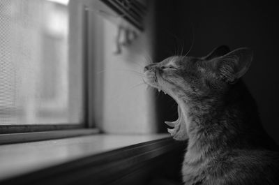 Close-up of cat sitting at home