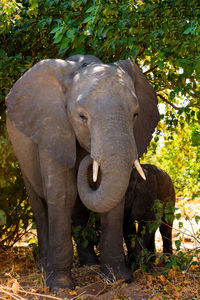 View of elephant in sunlight