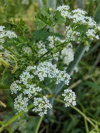 Close-up of white flowering plant