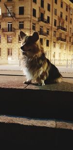 Dog sitting in a city