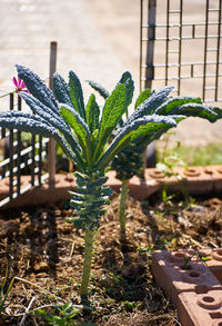Close-up of potted plant in yard