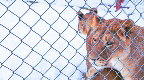 Close-up of horse seen through chainlink fence