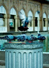 Birds perching on building