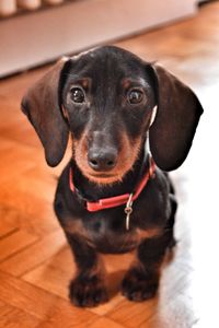 Portrait of a dog