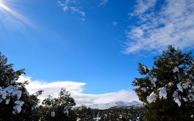 Low angle view of trees against blue sky