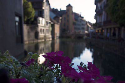Purple flowering plants by canal against buildings