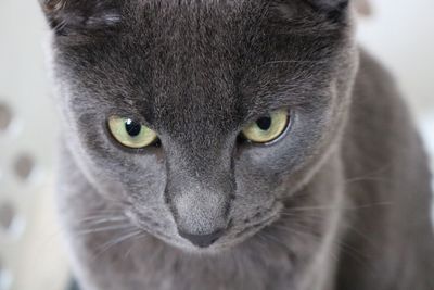 Close-up portrait of cat