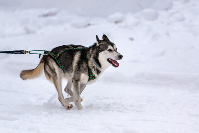 Two dogs on snow covered land