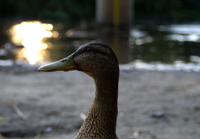 Close-up of bird in lake