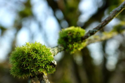 Close-up of a plant against blurred background
