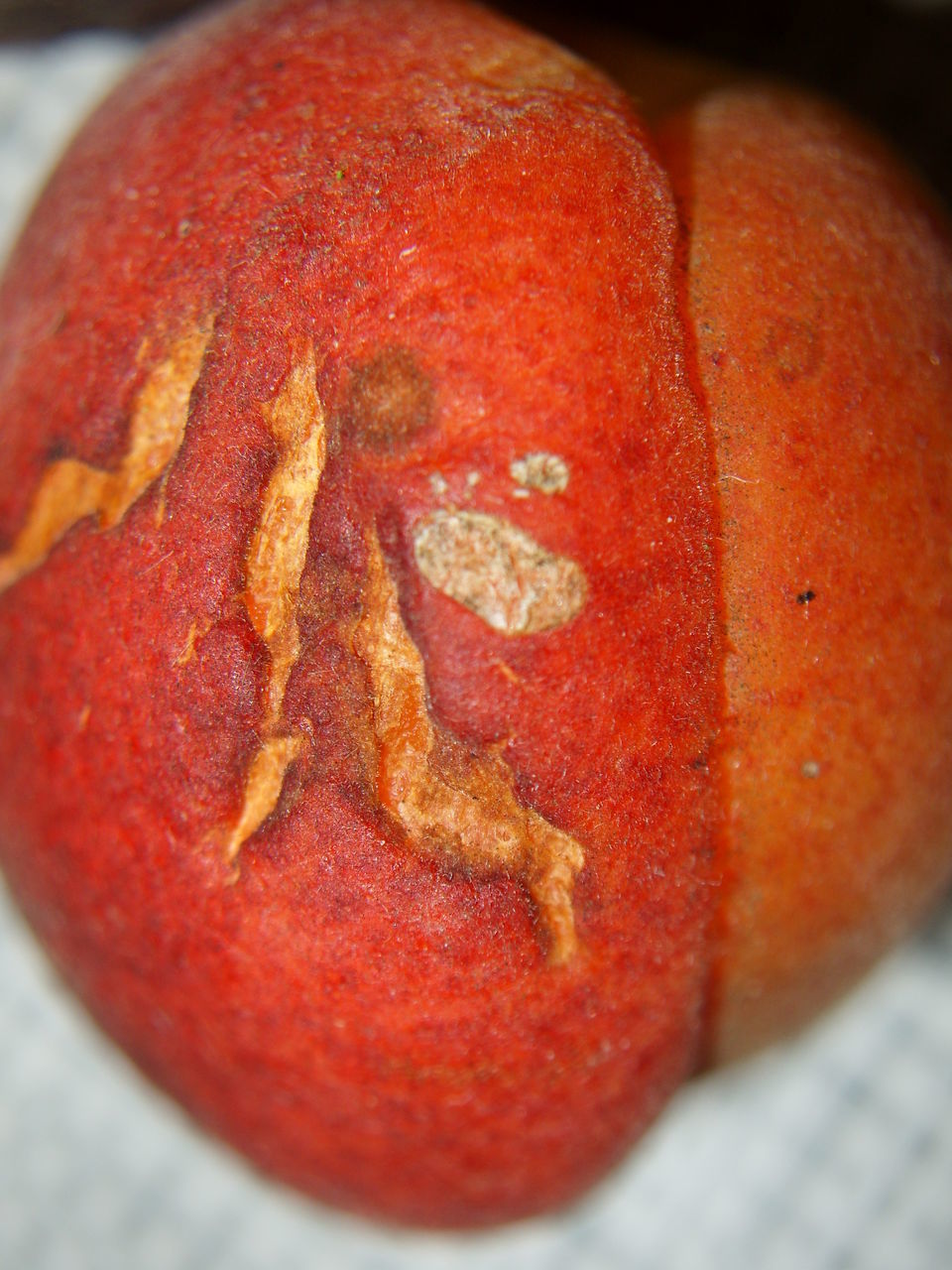 CLOSE-UP OF SLICED SLICES OF TOMATO