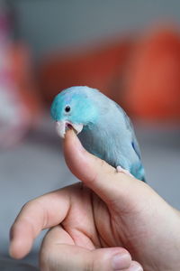 Cropped image of hand holding small bird, forpus