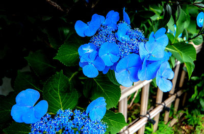 Close-up high angle view of flowers and leaves