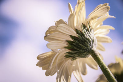 Close-up of fresh flower blooming against sky