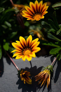 High angle view of yellow flowering plant