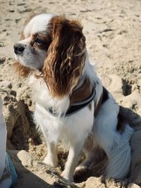 Portrait of a dog looking away