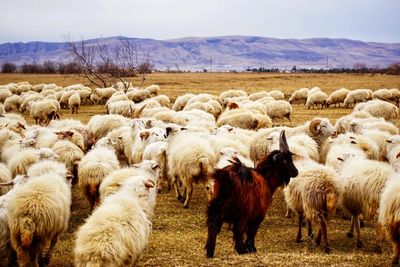 Sheep in a field