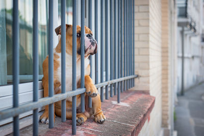 Close-up of dog standing outdoors