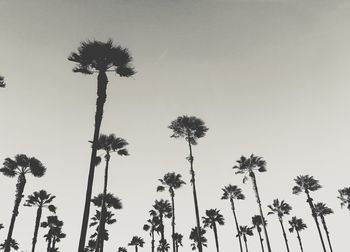 Low angle view of palm trees against clear sky