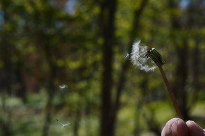 Cropped image of person holding dandelion seeds