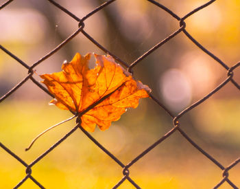 Close-up of maple leaf on chainlink fence