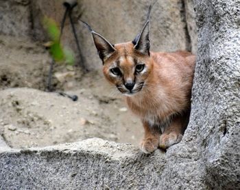 Portrait of cat sitting outdoors