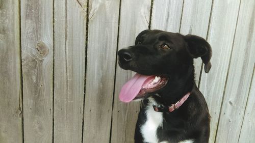 Close-up of dog sticking out tongue