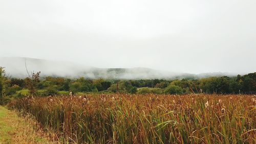 Scenic view of field against sky during foggy weather