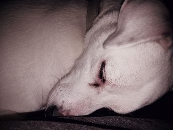 Close-up of dog sleeping