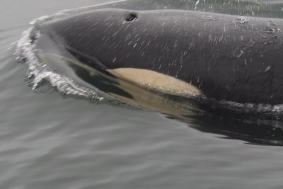 Close-up of jellyfish swimming in water