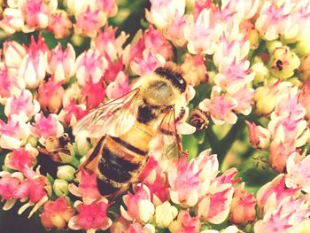 Close-up of bee pollinating flower