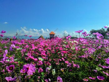 Close-up of pink flowering plants on field against blue sky