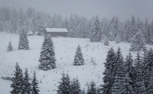 Snow covered pine trees in forest during winter