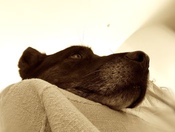 Close-up of dog against sky