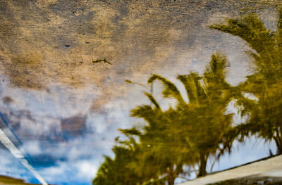 Low angle view of tree against sky