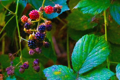 Close-up of berries growing on tree