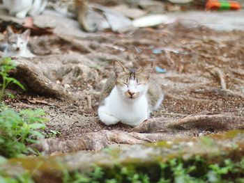 Portrait of a cat on field