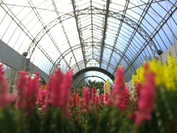 Close-up of flowers in greenhouse