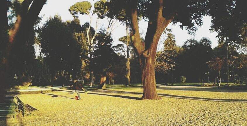 tree, tree trunk, growth, shadow, park - man made space, sunlight, lifestyles, leisure activity, men, person, nature, tranquility, branch, day, park, incidental people, outdoors, footpath, sky